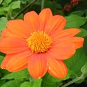 Tithonia rotundifolia 'Torch'